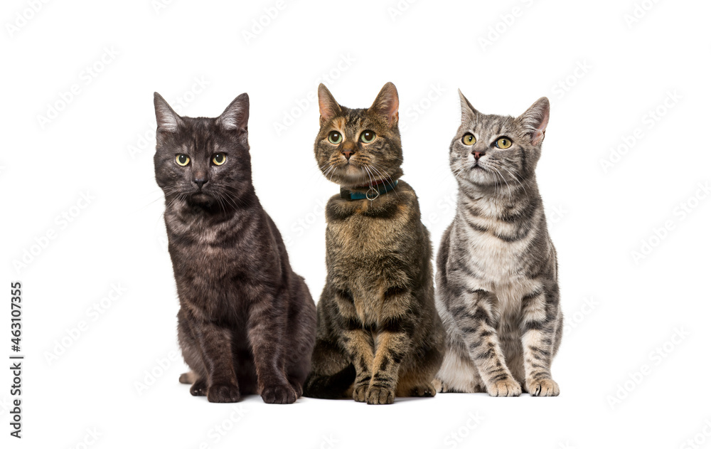 Fototapeta premium Group of crossbred domestic cats, adult, sitting in a row, pets. One wearing a collar, isolated on white