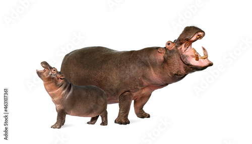 Hippo calf and its mother isolated  Hippopotamus amphibius