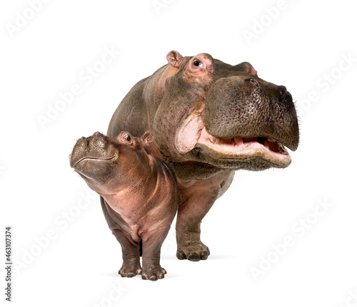 Hippo calf and its mother together, isolated, Hippopotamus amphibius photo