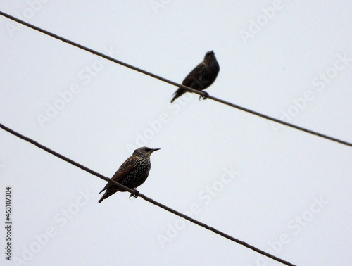Birds of Europe: Common starling sit on electric wires © Drozd Dmitriy