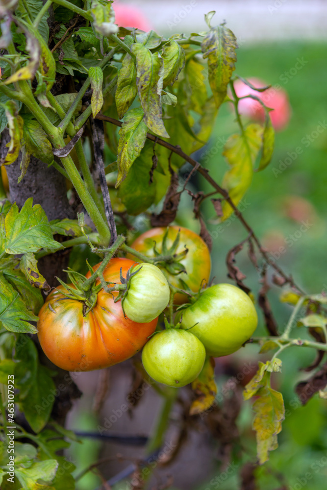 tomatoes in a garden