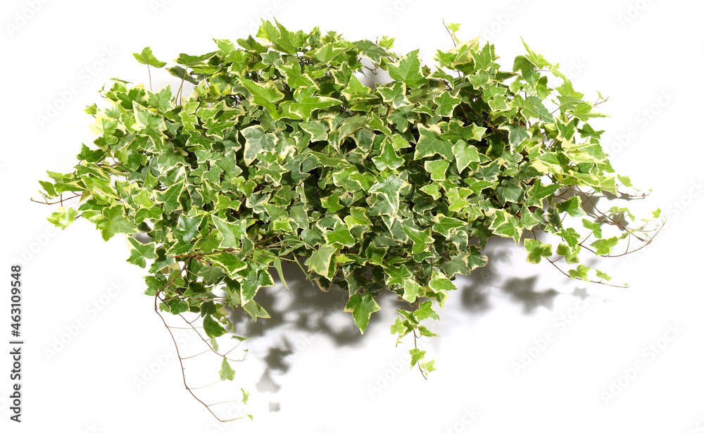 Obraz premium Ivy Plant - Leaf Banner isolated on white background