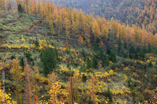 秋の黄葉の森林 
