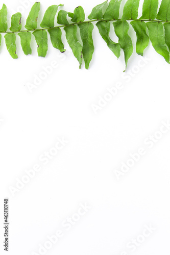 Whiteboard with branch of fern with copy space.