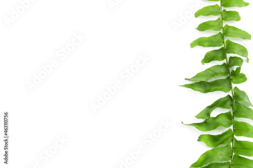 Whiteboard with branch of fern with copy space.