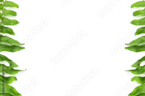 Fern leaves on a white background. With copy Space.
