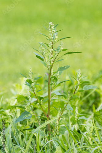 Goosefoot, Chenopodium album is a fast-growing weedy annual plant.  photo