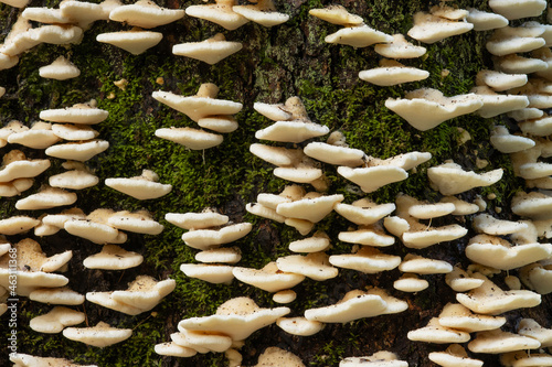 Close-up of a Poroid fungus Climacocystis borealis growing massively on an old standing Spruce tree in an old-growth forest in Estonia, Northern Europe.	 photo