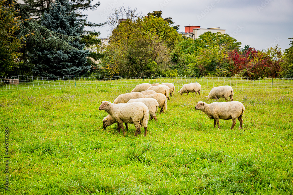 La petite transhumance du Grand-Lyon La petite transhumance du Grand-Lyon