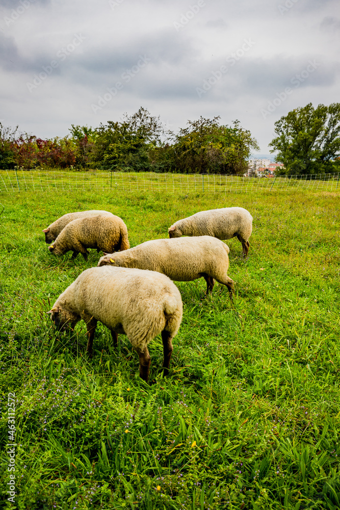 La petite transhumance du Grand-Lyon La petite transhumance du Grand-Lyon