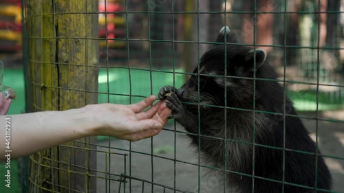 raccoon polosun sits in a zoo in a cage and eats special food
