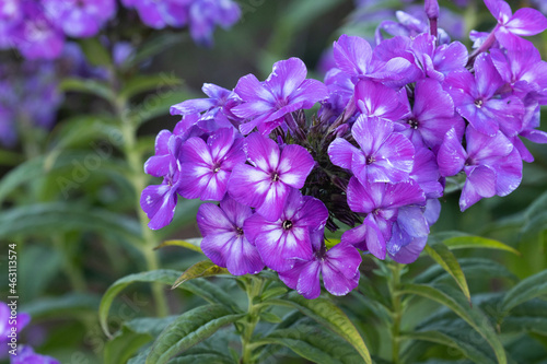 Close-up of a dark purple Phloxes in European garden. 