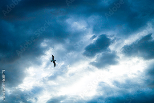 flight of a bird © Юлия Чашкина