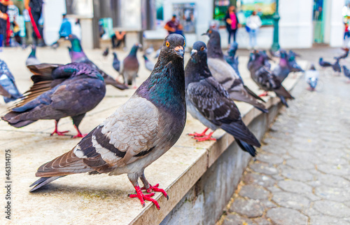 Tableau sur toile Many pigeons birds in city plaza San José Costa Rica.