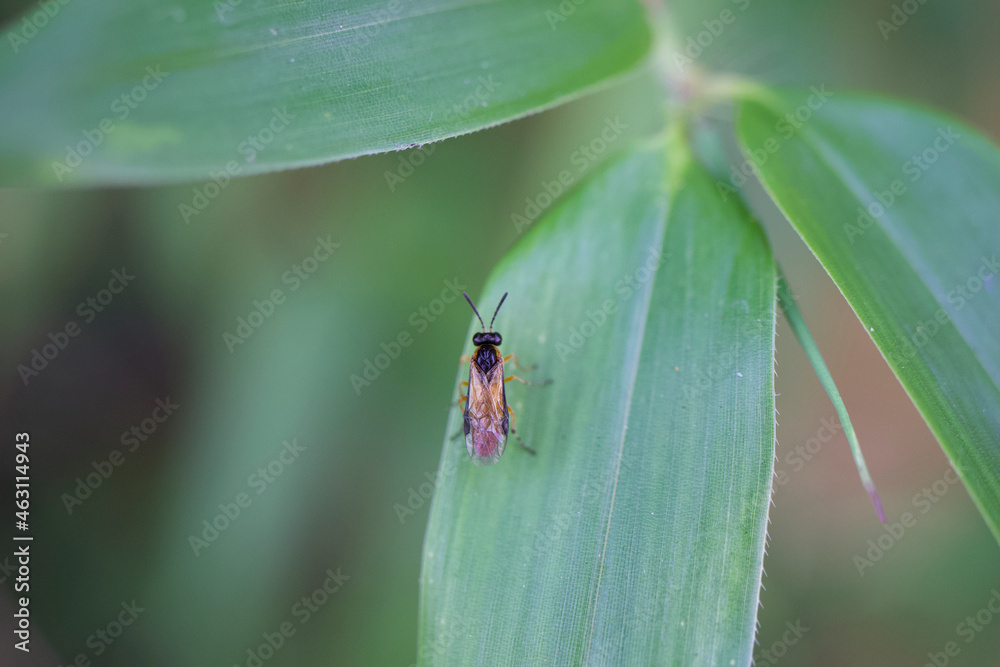 Fototapeta premium Sawfly on bamboo