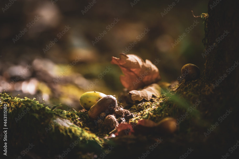 acorn on the moss in the autumn forest