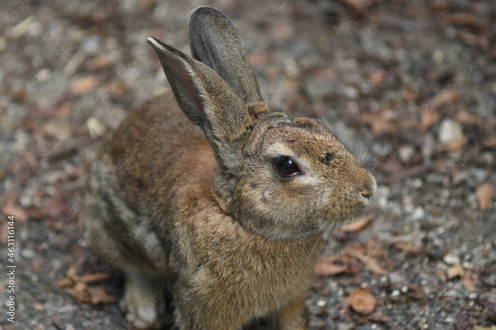 Fototapeta premium 大久野島 ウサギの島