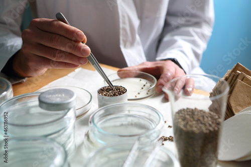 Laboratory experiments with hemp sativa