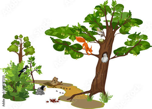 Element of park ecosystem: path, deciduous trees, shrubs, squirrel, owl, magpie, mole, ants and bugs isolated on white background photo