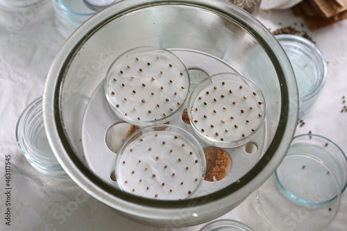 Scientist in the laboratory conducting experiments with hemp sativa