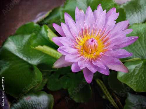 purple lotus in natural water