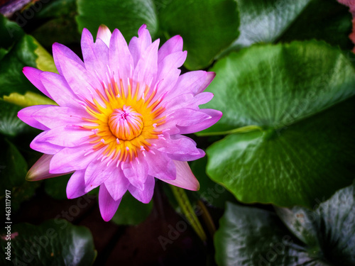 purple lotus in natural water