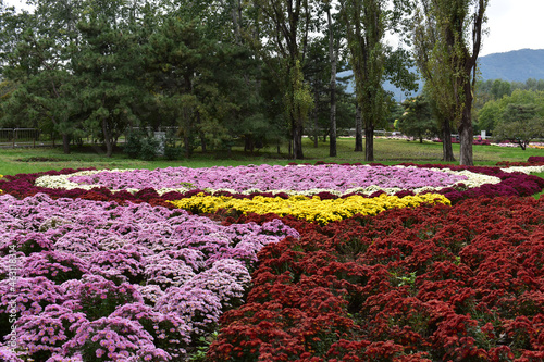 Fototapeta Naklejka Na Ścianę i Meble -  Botanical Garden in Beijing Fall 2021