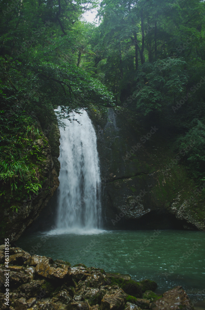 Fototapeta premium waterfall in the forest