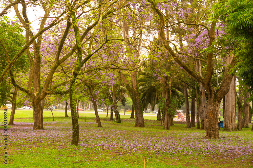 Naklejka premium Ibirapuera Park in Sao Paulo, Brazil. The green landscape of the park.