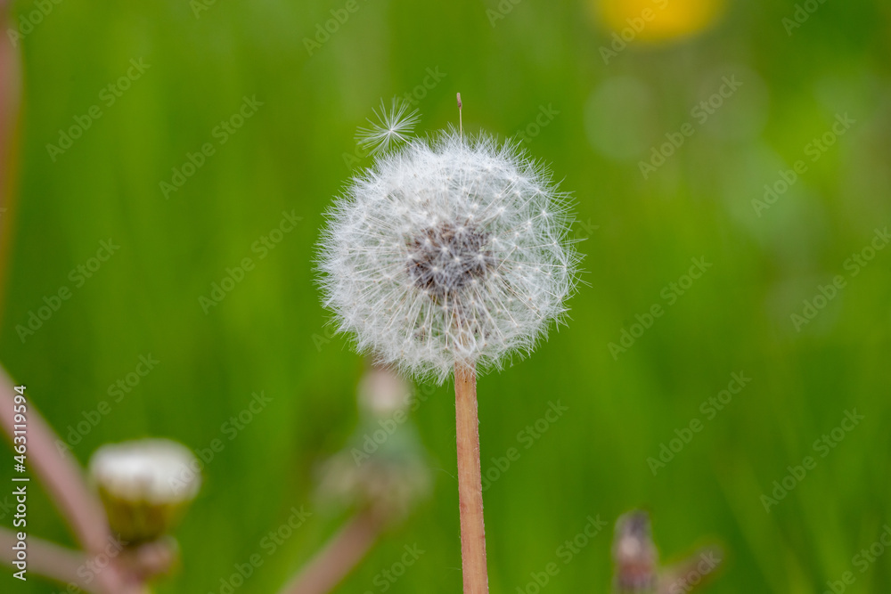 dandelion seeds with fluffy hairs carried by the wind against a background of green grass dandelion seeds with fluffy hairs carried by the wind against a background of green grass
