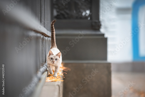 The cat walks along a beautiful wall. Autumn
