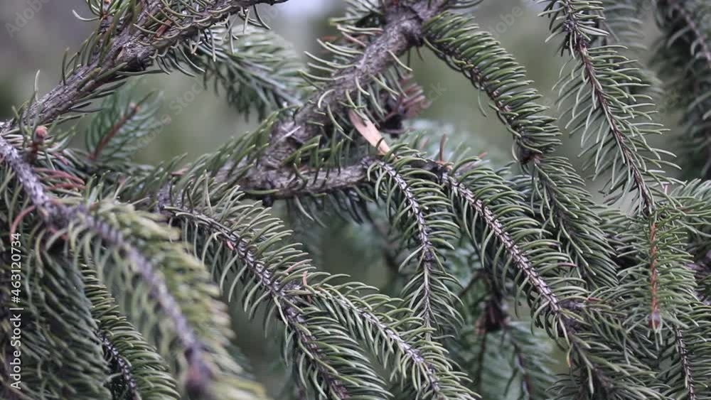 Green spruce branch with needles quietly swaying in a wind at fall winter season. Evergreen Christmas tree in a park, woods, coniferous forest, in nature at gloomy calm day. Natural background texture Green spruce branch with needles quietly swaying in a wind at fall winter season. Evergreen Christmas tree in a park, woods, coniferous forest, in nature at gloomy calm day. Natural background texture