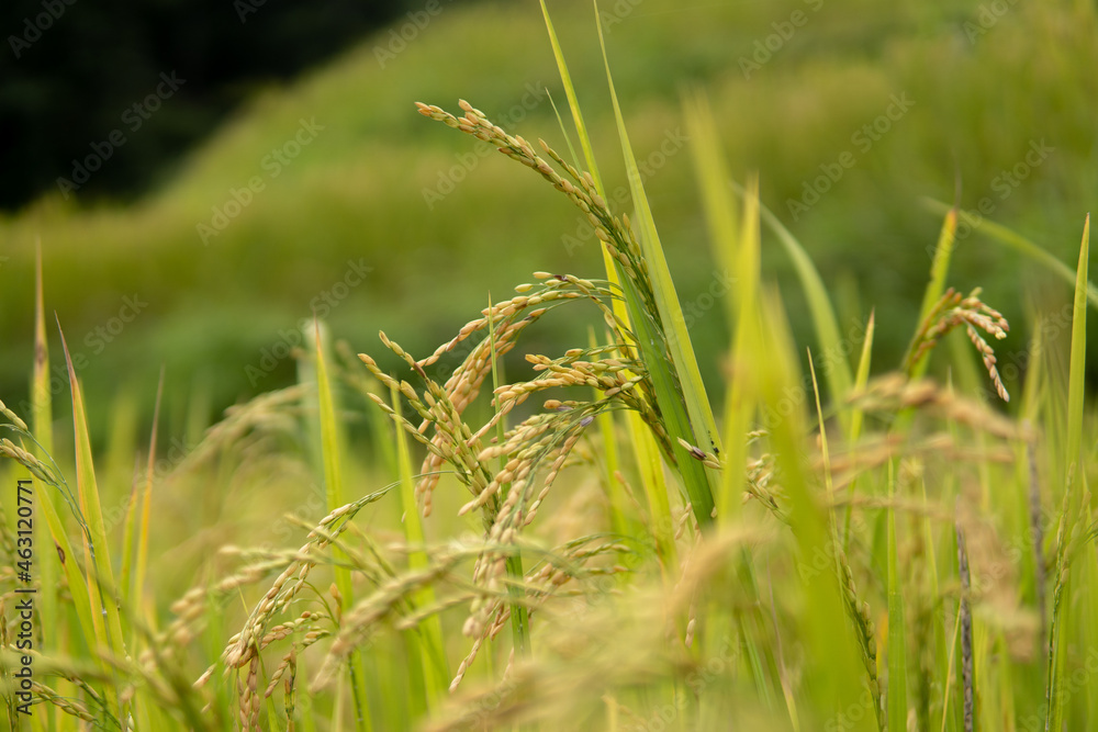 Rice Farming - The season of monsoon and village lifestyle Rice Farming - The season of monsoon and village lifestyle