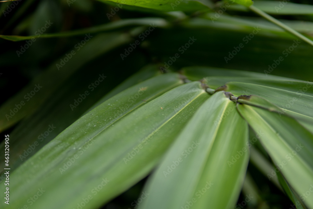 Green Plant - The nature gifted greenery Green Plant - The nature gifted greenery