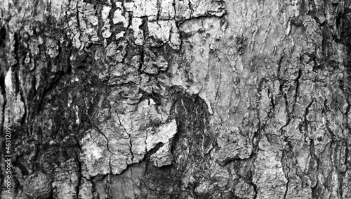 the bark texture as an abstract grey background. the surface of the tree trunk in grey for the natural texture of the forestry. the nature background pattern. photo