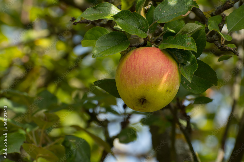 Apfel Apfel