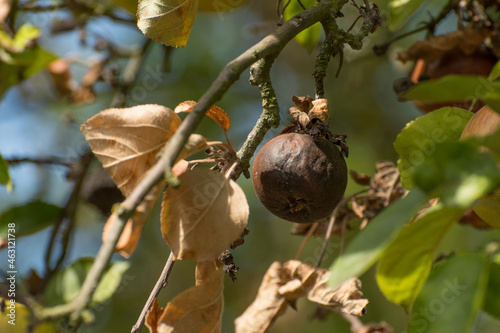 Obstfäule photo