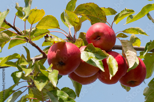 Aromatische Äpfel