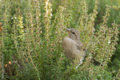 Kleiner Spatz