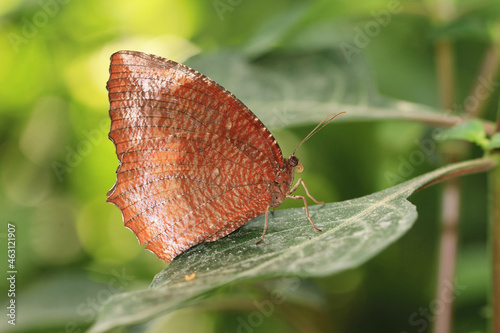 Common Palmfly(Elymnias hypermnestra hainana) butterfly and green leaf,a beautiful colorful butterfly resting on the green leaf in the garden photo