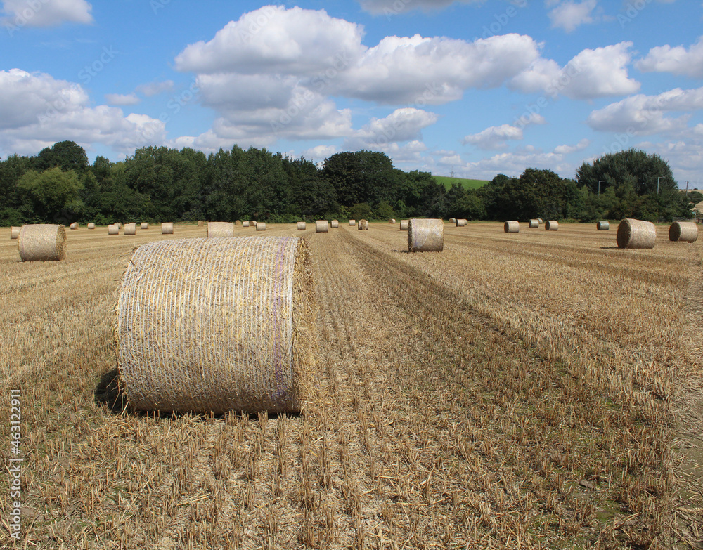 Round straw bales in a field on a hot summer's day Near Wakefield West Yorkshire UK 