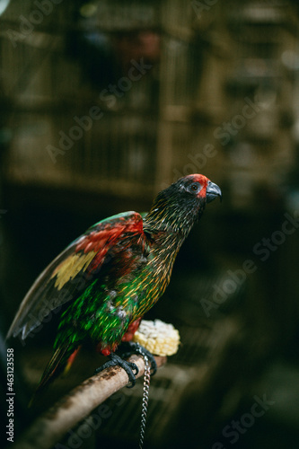 Leinwand Poster Beautiful exotic parrot tied to a tree branch with a chain