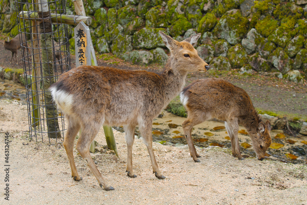 Hiking to Mount Misen (弥山) on Miyajima (宮島), Japan | Sika deer (Cervus nippon) Hiking to Mount Misen (弥山) on Miyajima (宮島), Japan | Sika deer (Cervus nippon)