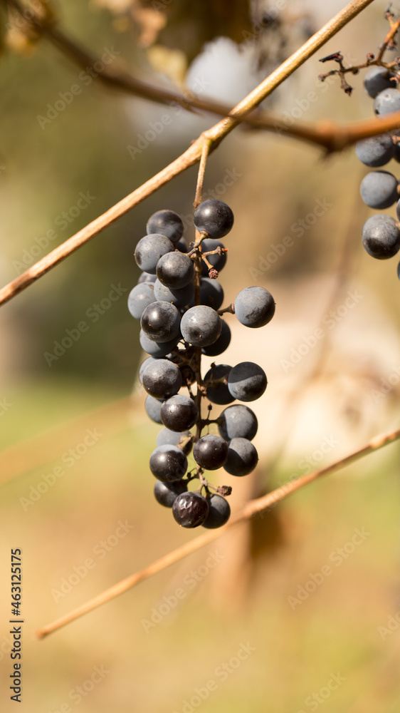 Blue grapes in autumn, ripe berries filled with fresh juice