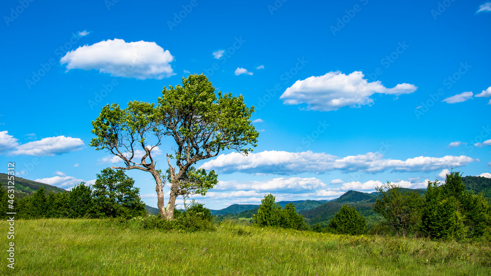 Fototapeta premium landscape with sky