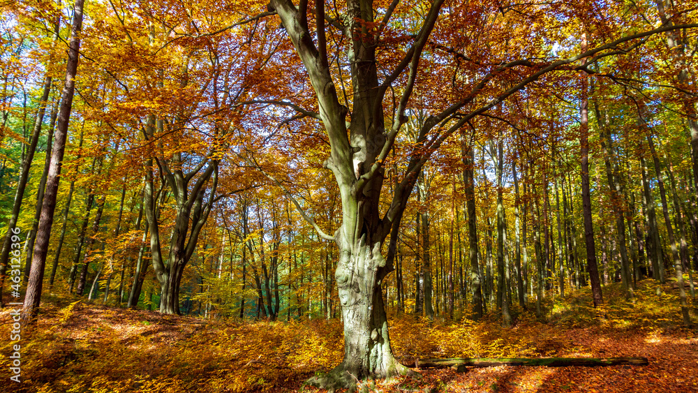 Herbstlandschaft Herbstlandschaft