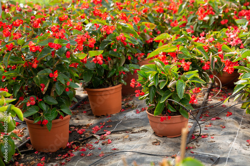 Rows of pots with flowering red begonia semperflorens cultivated in modern hothouse