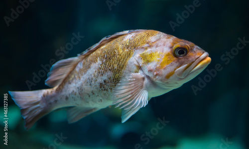 Canary rockfish