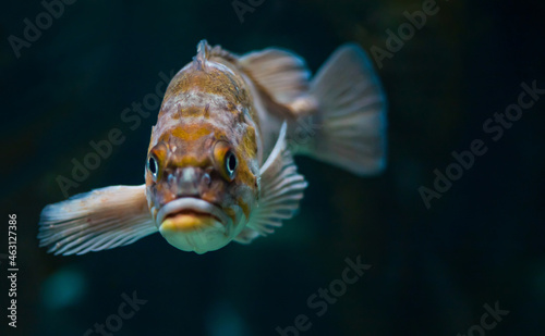 Canary rockfish photo