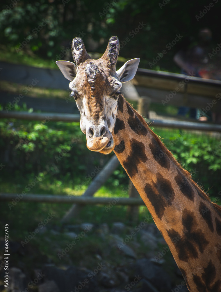 Fototapeta premium portrait of a giraffe grin